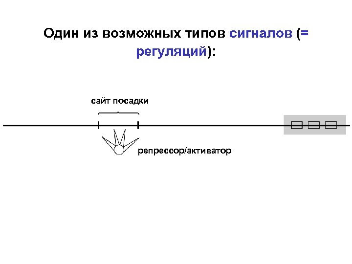 Один из возможных типов сигналов (= регуляций): сайт посадки репрессор/активатор 