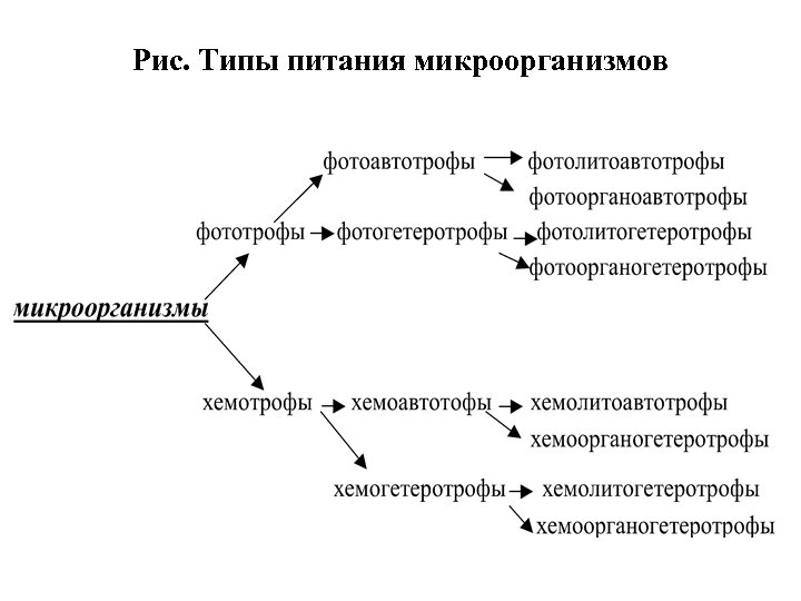 Фототрофы это. Пищевые потребности и типы питания микроорганизмов. Типы питания микроорганизмов микробиология. Хемоорганогетеротрофы. Микроорганизмы-хемоорганогетеротрофы.