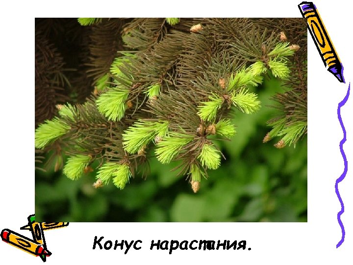 Конус нарастания. 