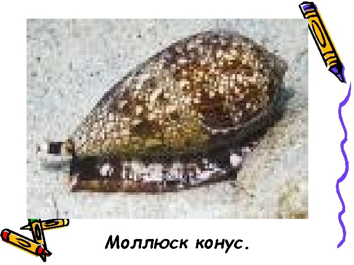 Моллюск конус. 
