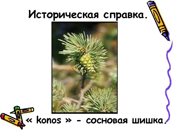 Историческая справка. « konos » - сосновая шишка. 