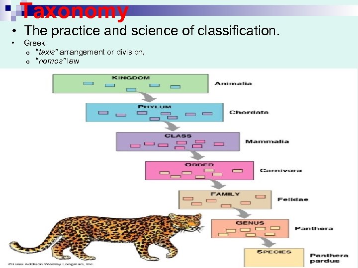 Taxonomy • The practice and science of classification. • Greek o “taxis” arrangement or