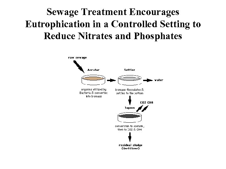 Sewage Treatment Encourages Eutrophication in a Controlled Setting to Reduce Nitrates and Phosphates 