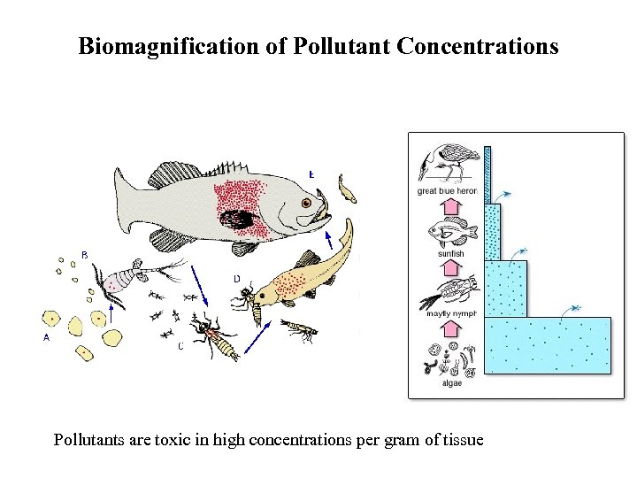 Biomagnification of Pollutant Concentrations Pollutants are toxic in high concentrations per gram of tissue