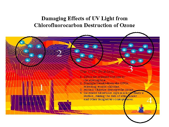 Damaging Effects of UV Light from Chlorofluorocarbon Destruction of Ozone 