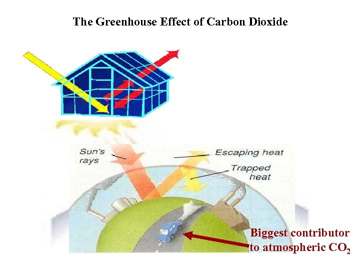 The Greenhouse Effect of Carbon Dioxide Biggest contributor to atmospheric CO 2 