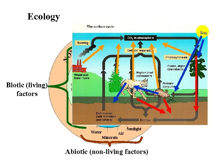 Ecology = Study of the interaction of living and nonliving things Sun Biotic (living)