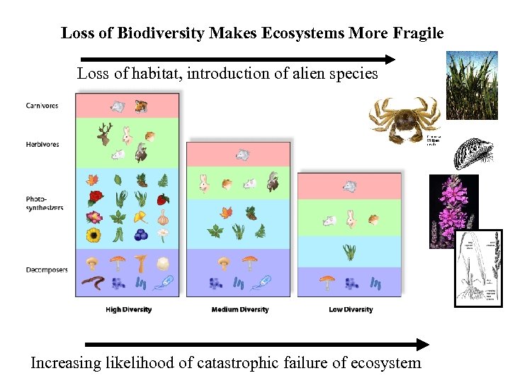 Loss of Biodiversity Makes Ecosystems More Fragile Loss of habitat, introduction of alien species