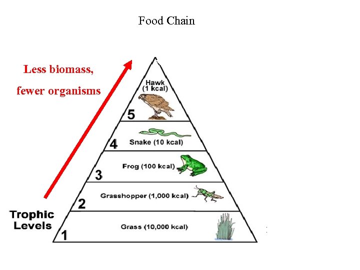 Food Chain Less biomass, fewer organisms Quaternary consumer- carnivore Tertiary consumer –carnivore Secondary consumer-carnivore