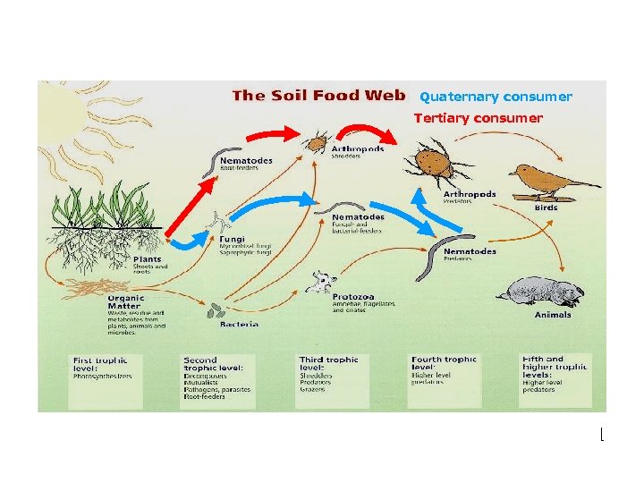 Quaternary consumer Tertiary consumer The more biodiversity, the more complex the food web and