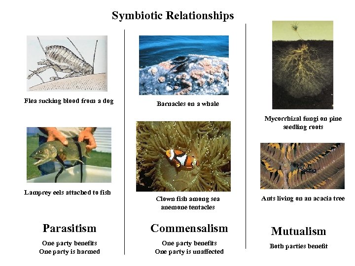 Symbiotic Relationships Flea sucking blood from a dog Barnacles on a whale Mycorrhizal fungi