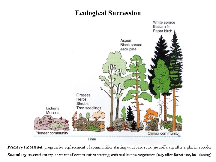 Ecological Succession Primary succession: progressive replacement of communities starting with bare rock (no soil);