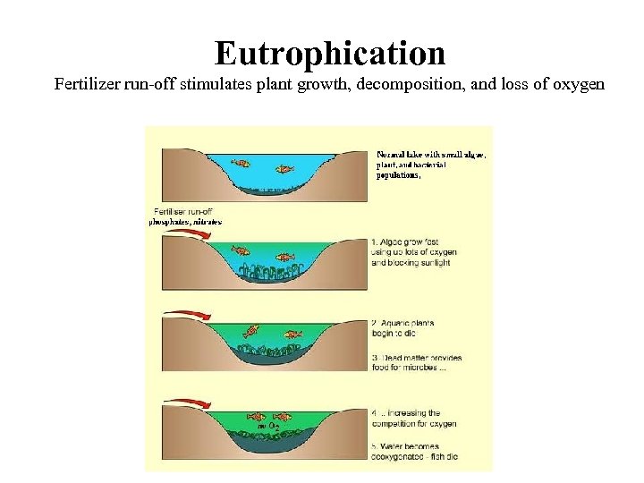 Eutrophication Fertilizer run-off stimulates plant growth, decomposition, and loss of oxygen 