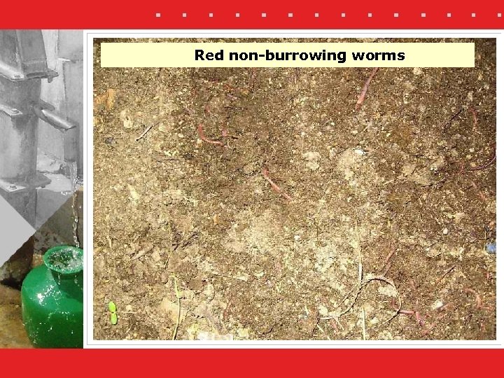 Red non-burrowing worms 