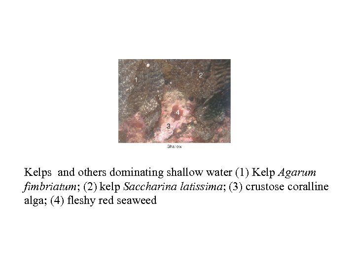 Kelps and others dominating shallow water (1) Kelp Agarum fimbriatum; (2) kelp Saccharina latissima;