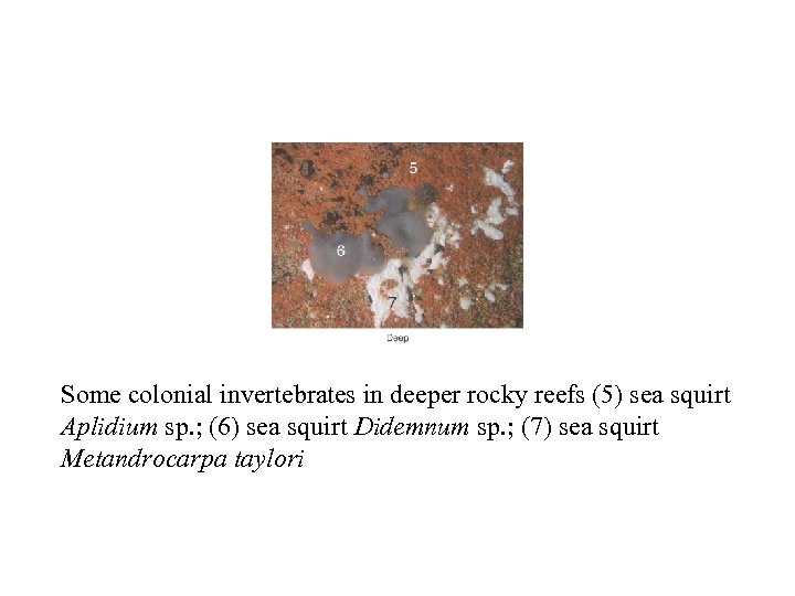 Some colonial invertebrates in deeper rocky reefs (5) sea squirt Aplidium sp. ; (6)