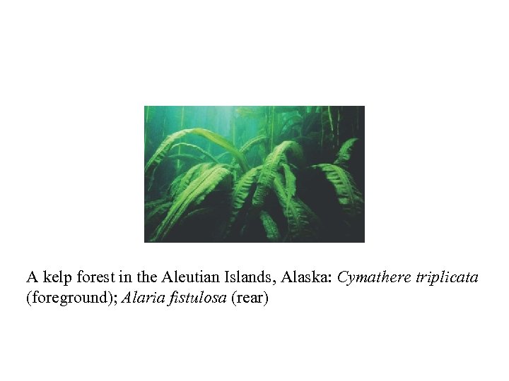 A kelp forest in the Aleutian Islands, Alaska: Cymathere triplicata (foreground); Alaria fistulosa (rear)