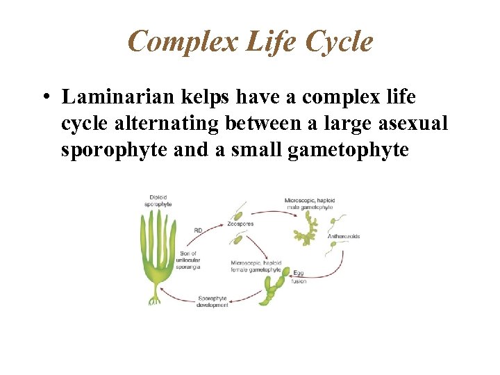Complex Life Cycle • Laminarian kelps have a complex life cycle alternating between a