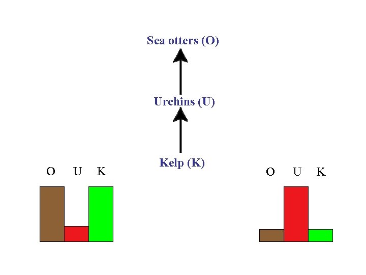 Sea otters (O) Urchins (U) O U K Kelp (K) O U K 
