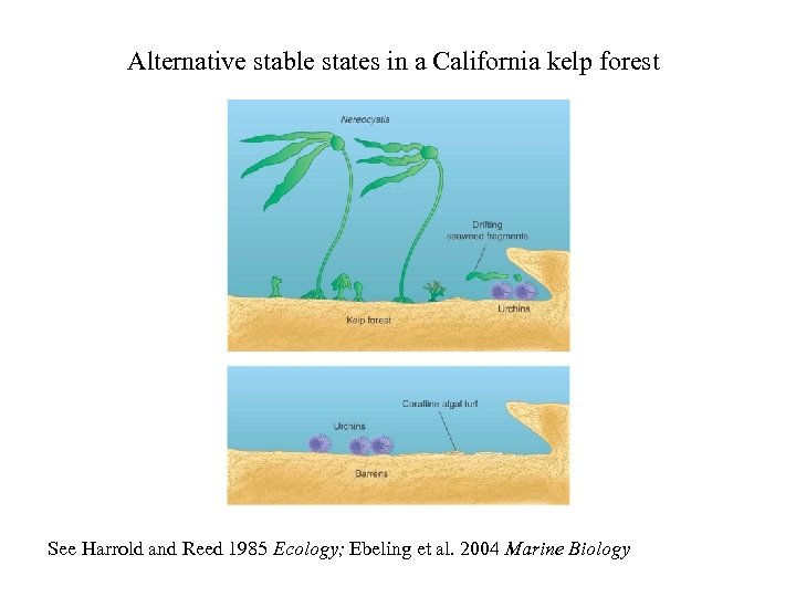 Alternative stable states in a California kelp forest See Harrold and Reed 1985 Ecology;