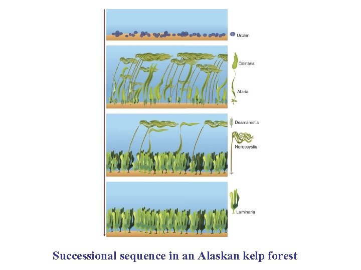 Successional sequence in an Alaskan kelp forest 