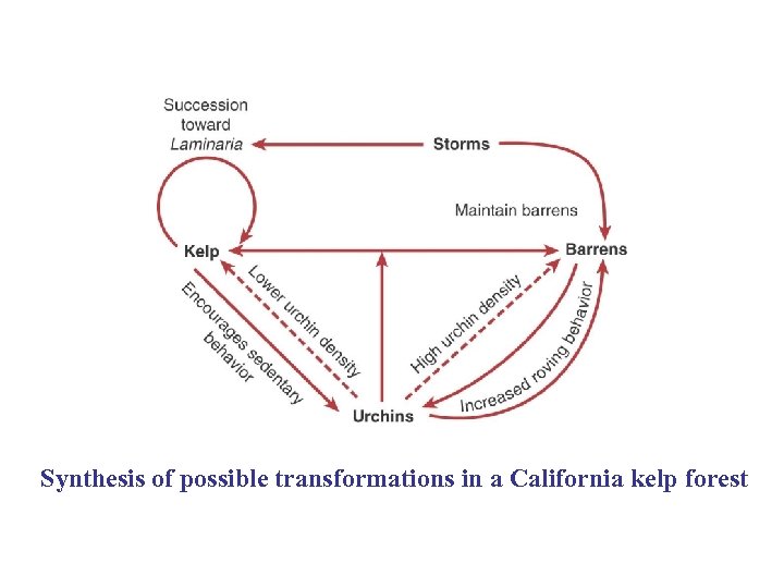 Synthesis of possible transformations in a California kelp forest 