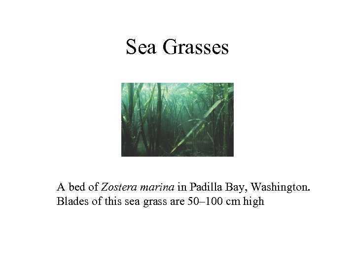 Sea Grasses A bed of Zostera marina in Padilla Bay, Washington. Blades of this