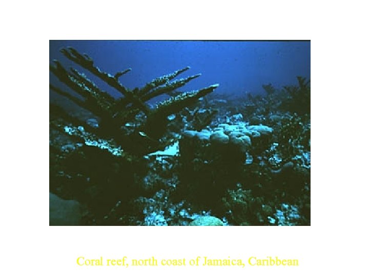Coral reef, north coast of Jamaica, Caribbean 