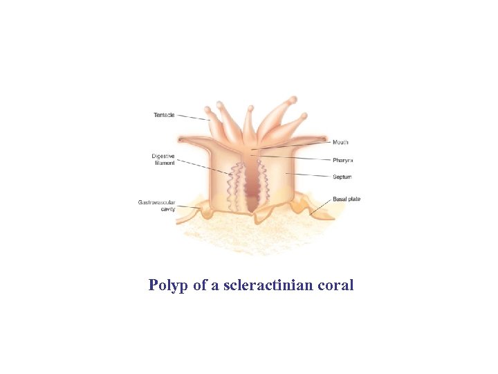Polyp of a scleractinian coral 