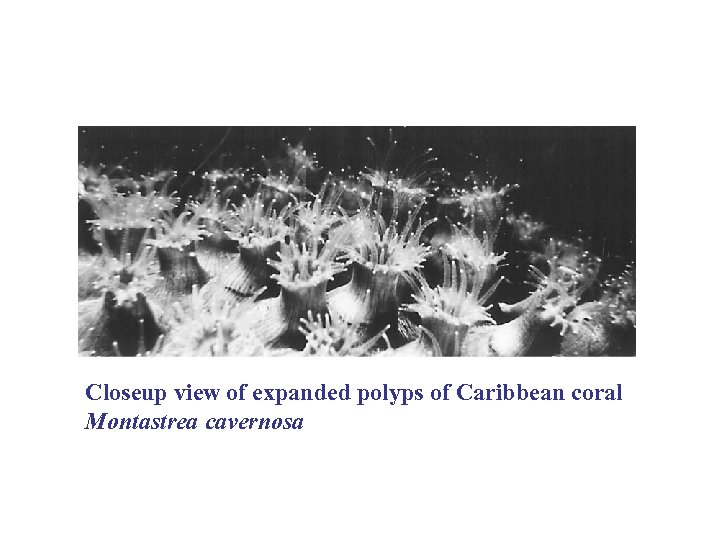 Closeup view of expanded polyps of Caribbean coral Montastrea cavernosa 