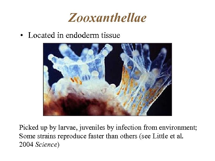 Zooxanthellae • Located in endoderm tissue Picked up by larvae, juveniles by infection from