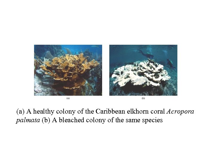 (a) A healthy colony of the Caribbean elkhorn coral Acropora palmata (b) A bleached