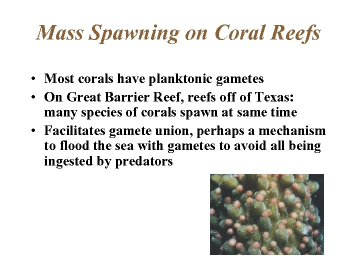 Mass Spawning on Coral Reefs • Most corals have planktonic gametes • On Great