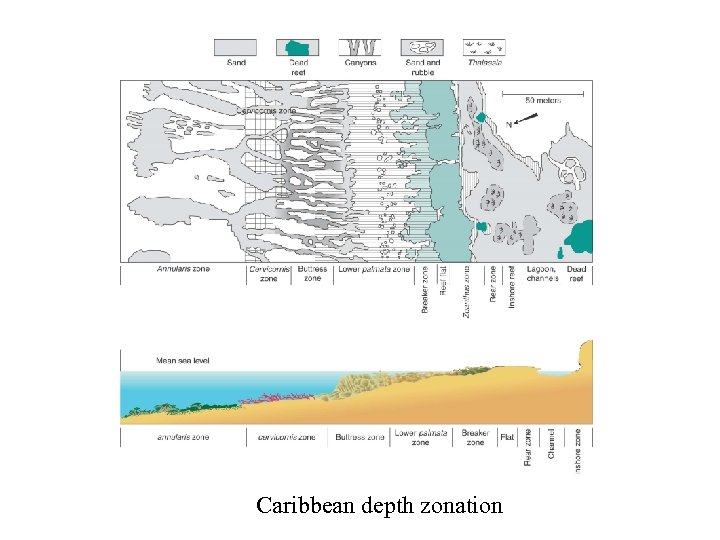Caribbean depth zonation 