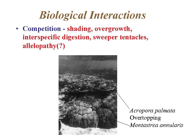 Biological Interactions • Competition - shading, overgrowth, interspecific digestion, sweeper tentacles, allelopathy(? ) Acropora