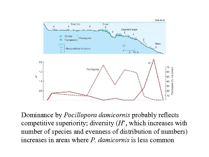 Dominance by Pocillopora damicornis probably reflects competitive superiority; diversity (H’, which increases with number