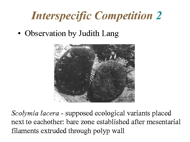 Interspecific Competition 2 • Observation by Judith Lang Scolymia lacera - supposed ecological variants