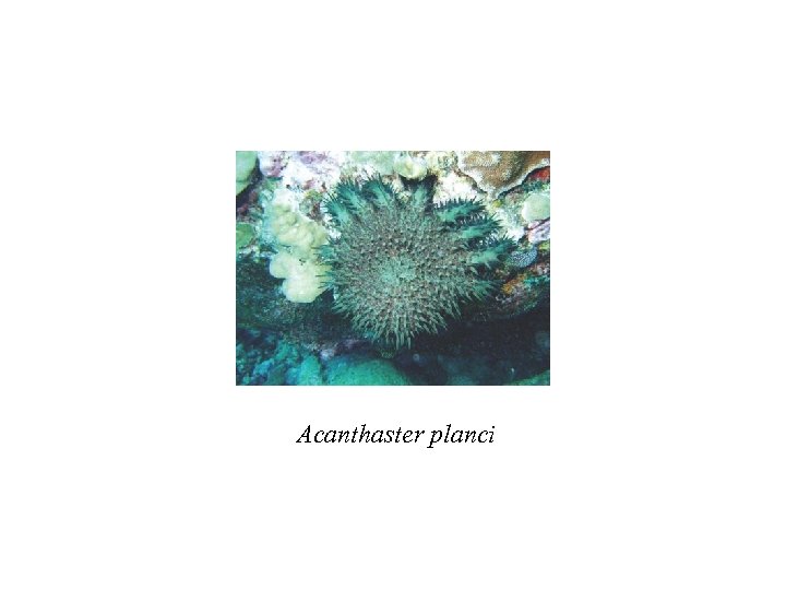 Acanthaster planci 