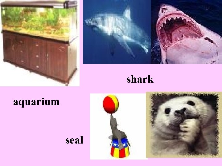 shark aquarium seal 