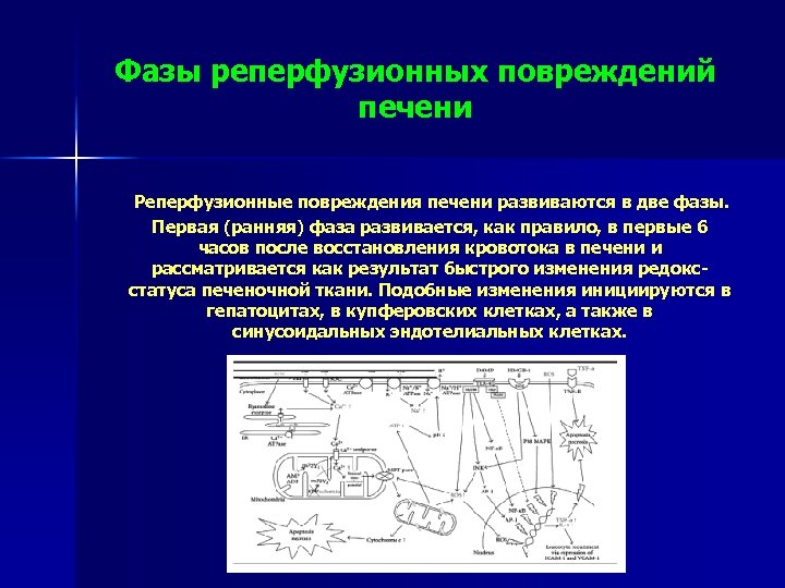 Фазы реперфузионных повреждений печени Реперфузионные повреждения печени развиваются в две фазы. Первая (ранняя) фаза