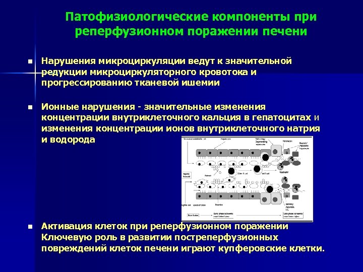 Патофизиологические компоненты при реперфузионном поражении печени n Нарушения микроциркуляции ведут к значительной редукции микроциркуляторного