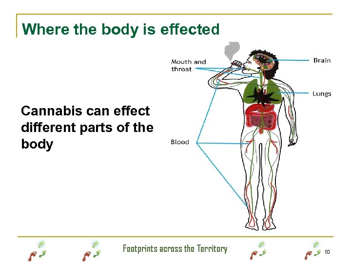 Where the body is effected Cannabis can effect different parts of the body Footprints