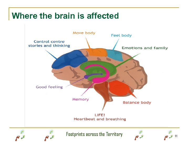 Where the brain is affected Footprints across the Territory 11 