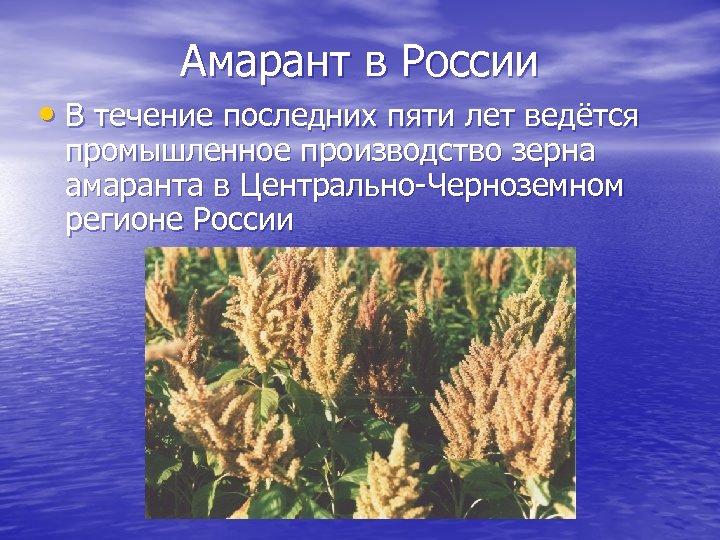 Амарант в России • В течение последних пяти лет ведётся промышленное производство зерна амаранта