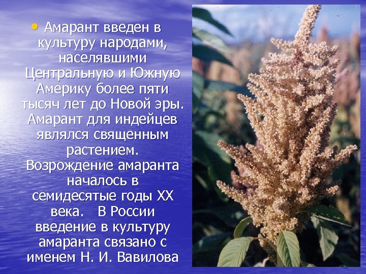  • Амарант введен в культуру народами, населявшими Центральную и Южную Америку более пяти