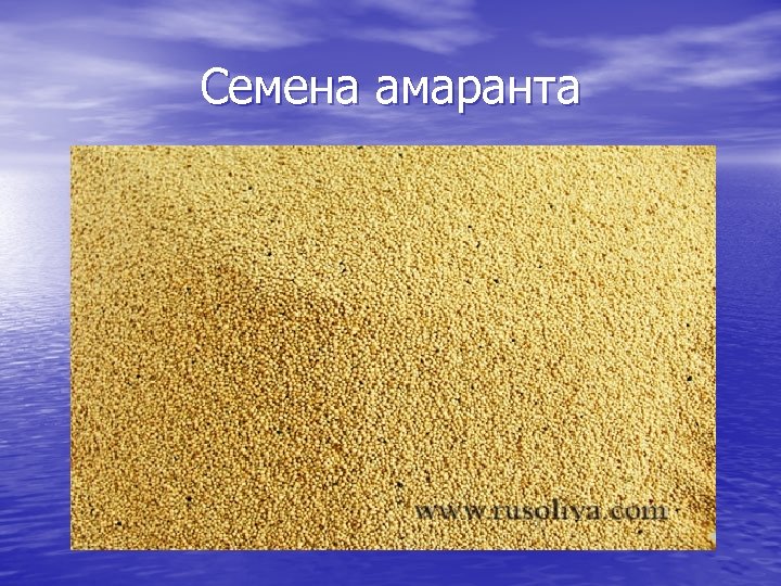 Семена амаранта 