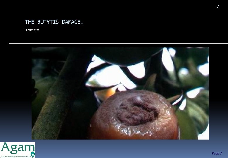 7 THE BUTYTIS DAMAGE. Tomato Page 7 