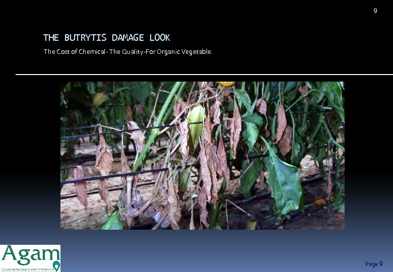 9 THE BUTRYTIS DAMAGE LOOK The Cost of Chemical- The Quality-For Organic Vegetable. Page