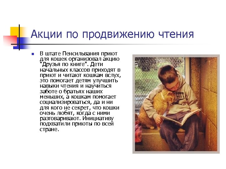 Акции по продвижению чтения n В штате Пенсильвания приют для кошек организовал акцию "Друзья