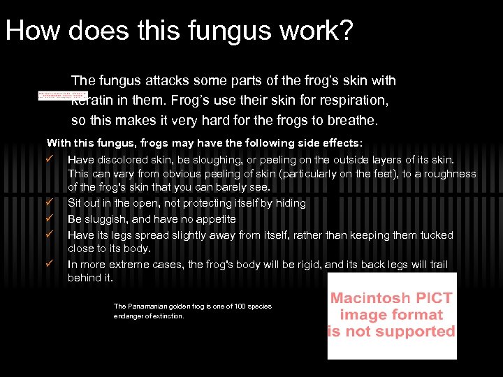 How does this fungus work? The fungus attacks some parts of the frog’s skin